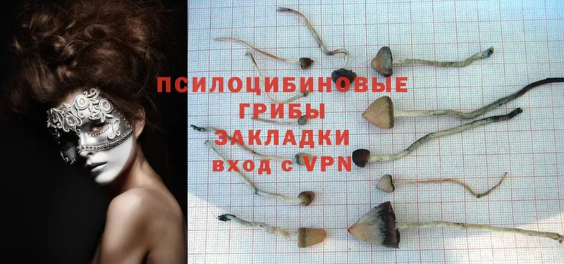 Псилоцибиновые грибы Psilocybe Благодарный